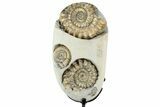 Ammonite (Oistoceras) Fossil Cluster In Concretion - England #350695-1